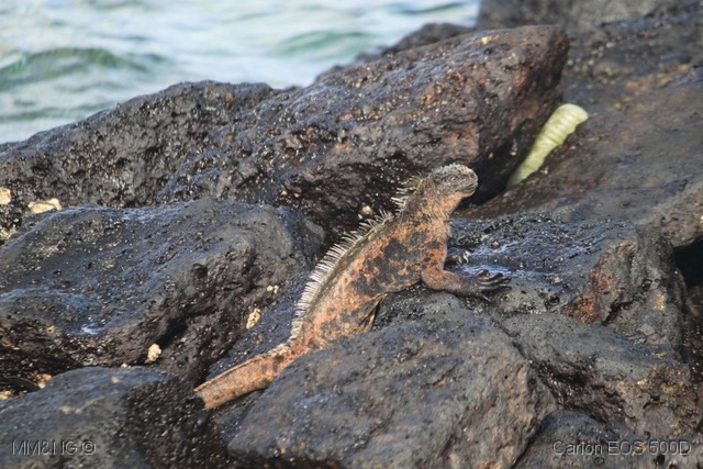 [IMG_1533%255B11%255D.jpg]