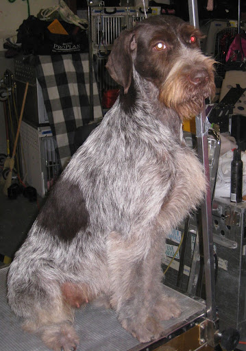 Wirehaired Pointing Griffon