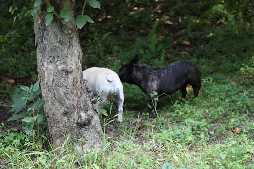 So you see any apples on this old tree?