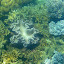 Snorkeling In The Whitsundays - Airlie Beach, Australia