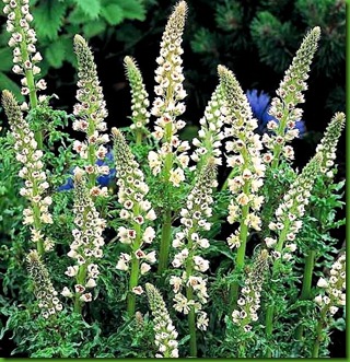 Reseda odorata1 Reseda odorata1