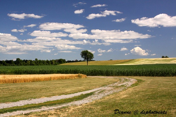 IMG_0817 Field Of Dreams