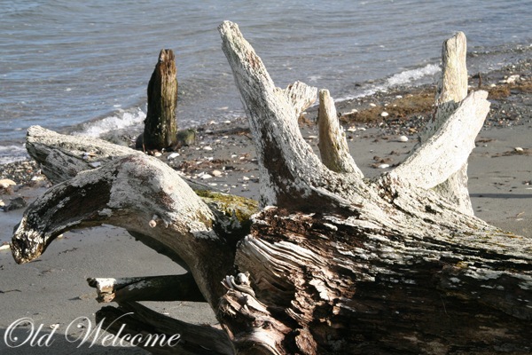 [driftwood4.jpg]