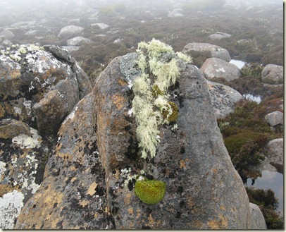 Lichen on boulder Thark Ridge