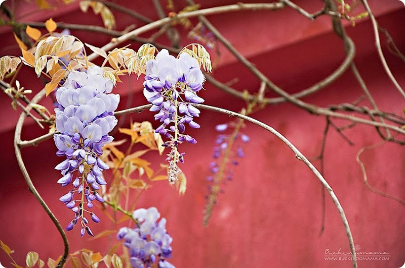 Wisteria-(1) Wisteria-(1)