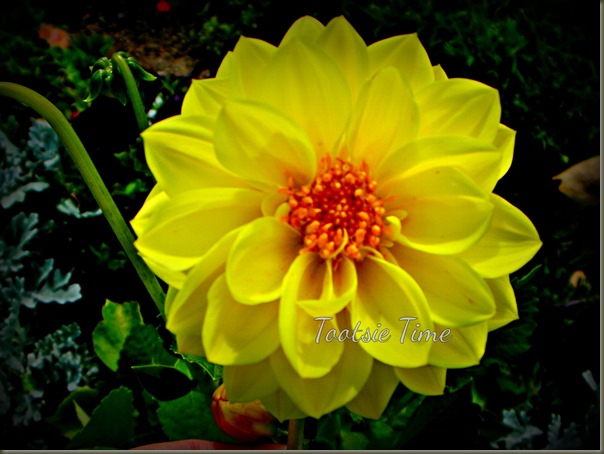 BeFunky_078.jpg BeFunky_078.jpg