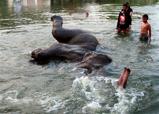 In this photo taken Monday, 31 October 2011, a stranded elephant swims in the floodwaters in Ayutthaya province, central Thailand. Seventeen elephants were stranded at the elephant camps in Ayutthaya province following floods that submerged north and central part of the country for more than two months. Apichart Weerawong / AP Photo