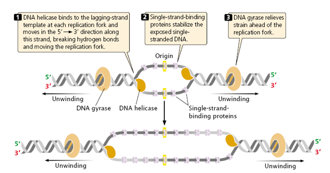 Steps involved in DNA Replication in Prokaryotes (E.coli) Biology