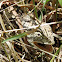 Chameleon