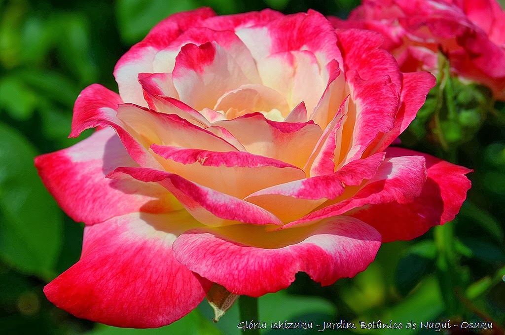 [14%2520%2520%2520-%2520Gl%25C3%25B3ria%2520Ishizaka%2520-%2520Rosas%2520do%2520Jardim%2520Bot%25C3%25A2nico%2520Nagai%2520-%2520Osaka%255B8%255D.jpg]