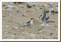 Least Terns Least Terns