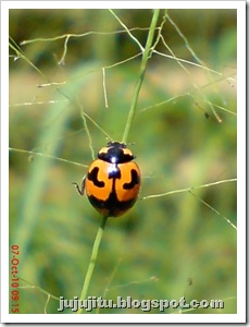 Kumbang Koksi ‘Transverse Ladybird’ (Coccinella transversalis) 07