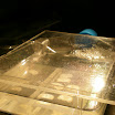 lab - brain slices 022.JPG