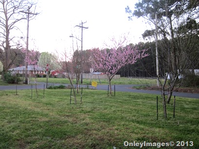 Orchard (4) Orchard (4)