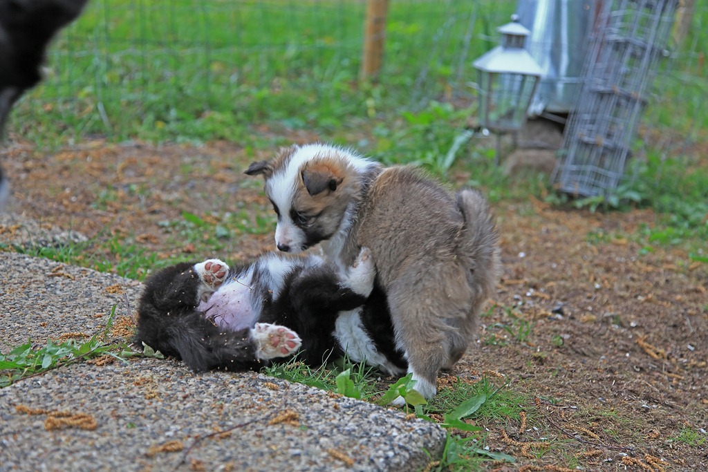 [Lycketorpet_130511_6569%255B4%255D.jpg]