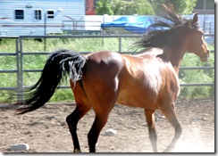 horses2011-14