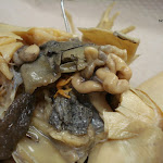 dissect07.jpg
