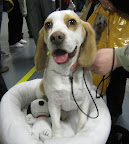 Beagle