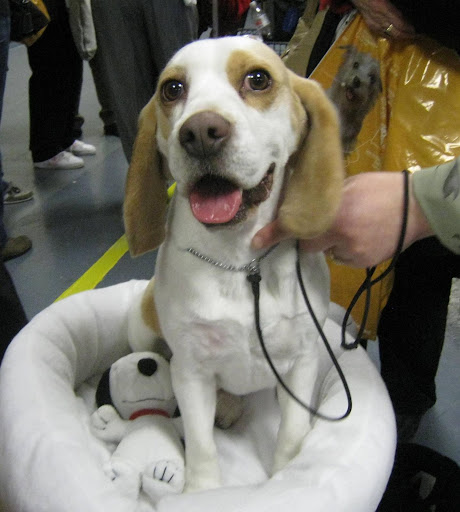 Beagle