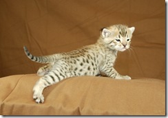 savannah-kitten5