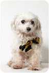 Blizzard...
patiently waiting to be adopted at The Humane Society of New York.
See link at end of blog post for more details. Blizzard...
patiently waiting to be adopted at The Humane Society of New York.
See link at end of blog post for more details.