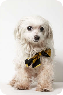 Blizzard...
patiently waiting to be adopted at The Humane Society of New York.
See link at end of blog post for more details. Blizzard...
patiently waiting to be adopted at The Humane Society of New York.
See link at end of blog post for more details.