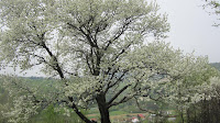 IMG_3657.JPG