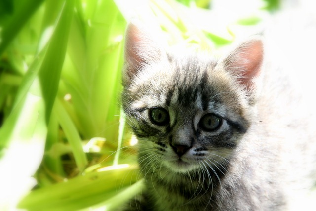 [Family%2520and%2520Kittens%2520161%255B3%255D.jpg]