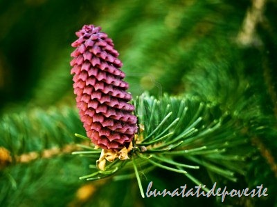 [9884066-purple-pine-cones-on-a-tree%255B2%255D.jpg]