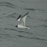 Sabine's gull