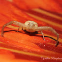 Flower Crab Spider