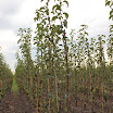 Perenbomen in kwekerij vanMontfort AV2013_09_06_14.JPG