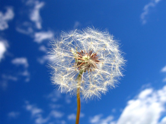 [wishes%255B4%255D.jpg]