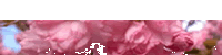 [aabkgTR-cherry-blossoms-200x50%253DBOTTOM%255B8%255D.gif]