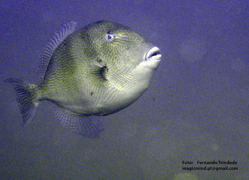 Peixe Porco