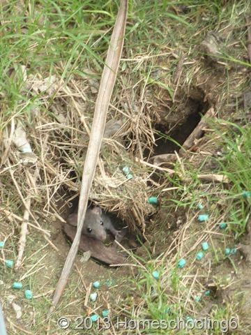 Rats! Rats!
