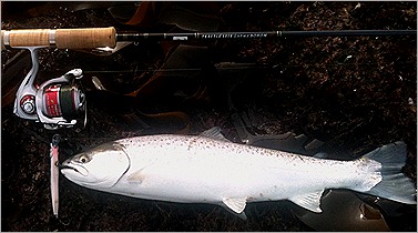 Sea trout lure fishing