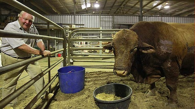 Miracle bull Red Valentino survived the Coonabarabran bushfire, 21 January 2013. He has burns over 40 per cent of his body after the Coonabarabran bushfire, which killed more than 100 cows and calves at Chadwick Downs Artificial Breeding Centre. Photo: Jacky Ghossein