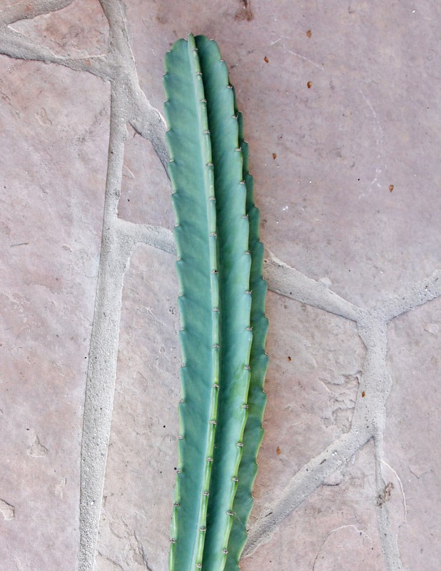 [Cereus%2520hildmannianus_03%255B2%255D.jpg]
