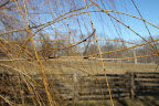 Weeping willows are considered to be harbingers of spring, due to the light color of the wood, how easily the branches sway in the gentle breeze, and how early the light green wispy leaves form.