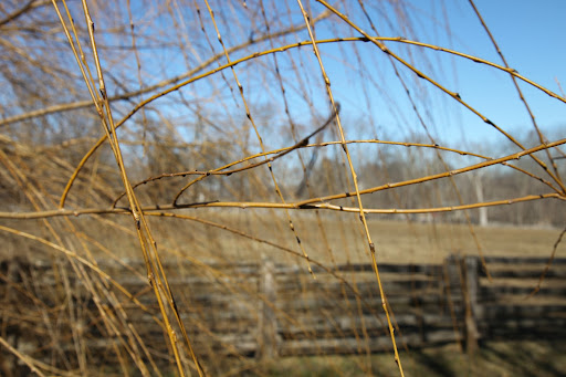 Weeping willows are considered to be harbingers of spring, due to the light color of the wood, how easily the branches sway in the gentle breeze, and how early the light green wispy leaves form.