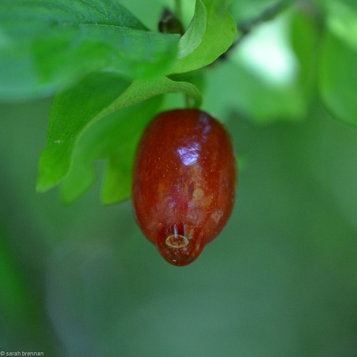 [DSC_0151%2520%25286%2529%255B10%255D.jpg]