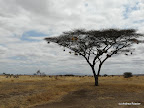 Tarangire Nationalpark
