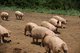DSC08207.JPG