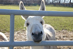 However, in the world of donkeys, or Equus asinus, ass is a perfectly respectable word for these adorable beings, but we prefer calling them donks.
