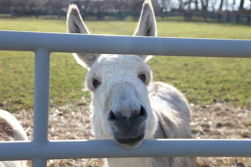 However, in the world of donkeys, or Equus asinus, ass is a perfectly respectable word for these adorable beings, but we prefer calling them donks.