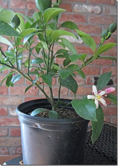 Meyer lemon tree in bloom