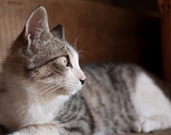cat
