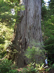 california_sequoia