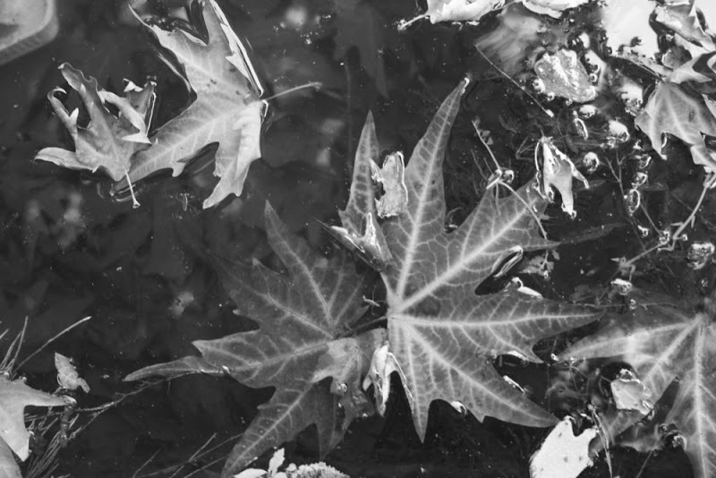IMG_5030-Watered Maple leaf.JPG